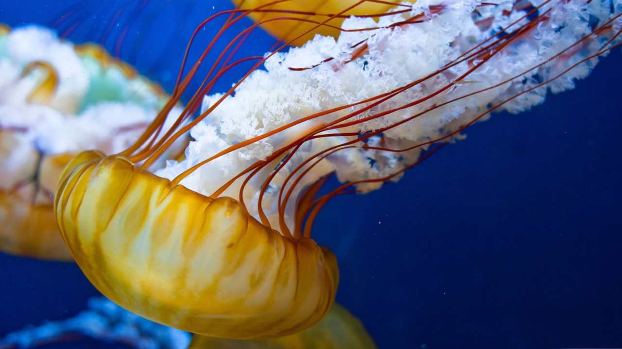 medusas oceanográfic valencia