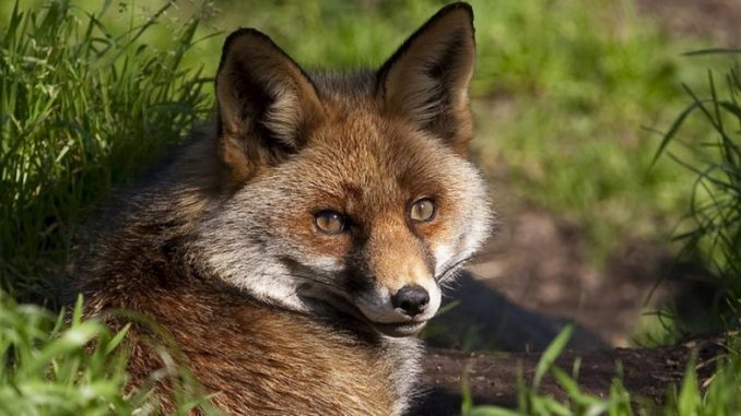 zorro Entrada gratuita al Parque Biológico de Gaia