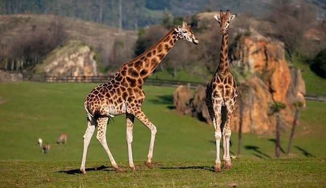 mueren tres jirafas del parque de la naturaleza de cabarceno
