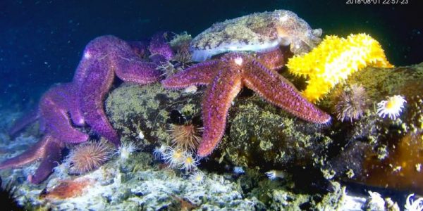 estrellas-de-mar-y-sepia