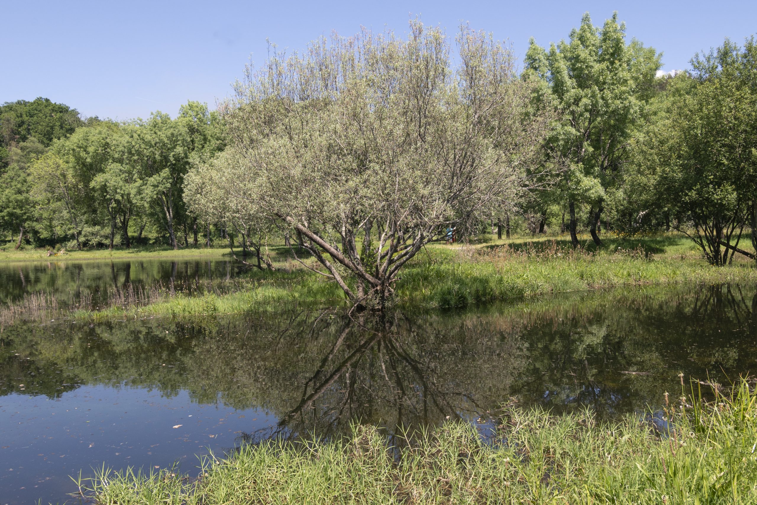 ponte da barca